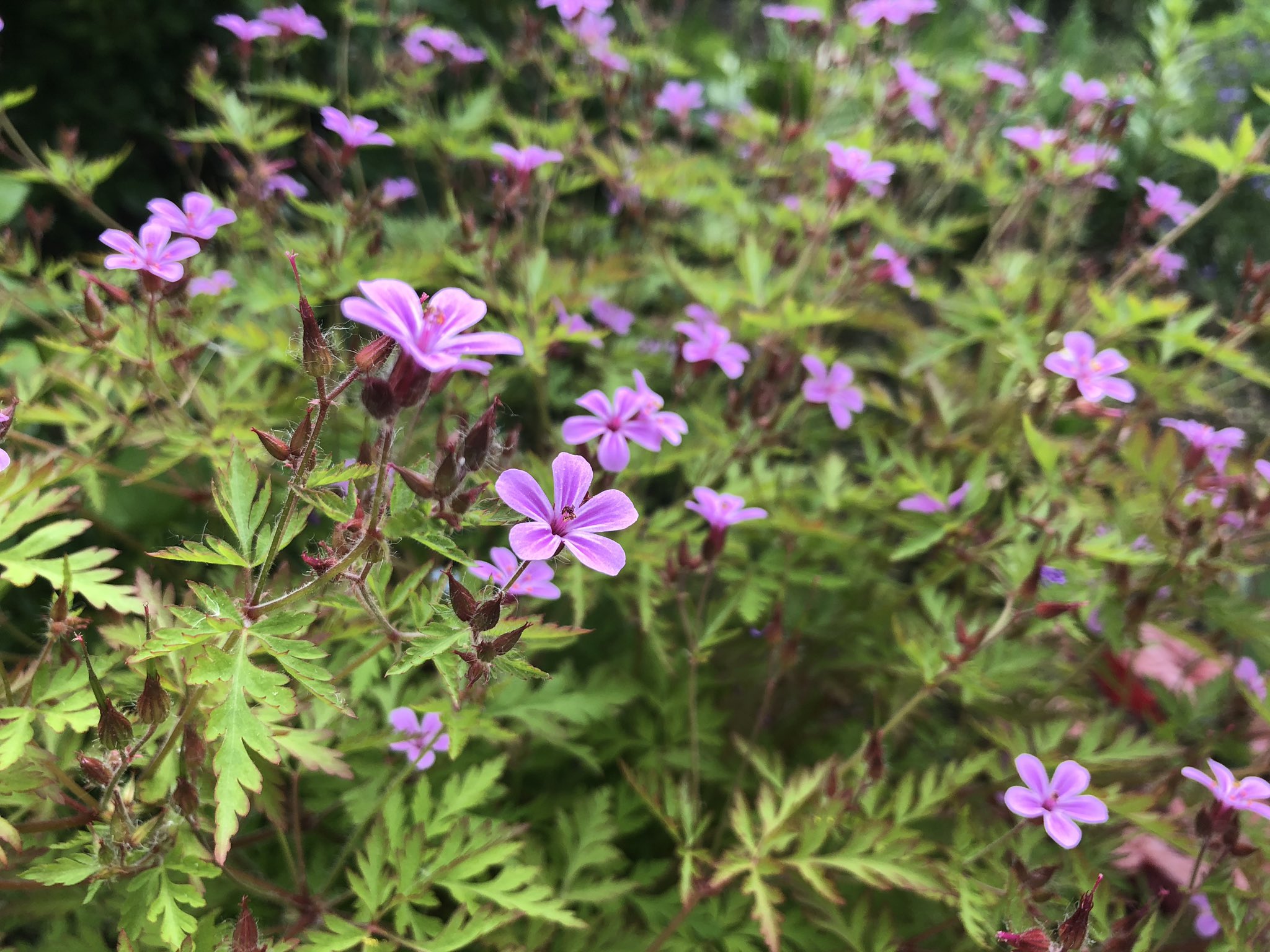 柊 美莉愛 Miria Hiiragi ゲラニウム レッドロビンが満開 小さい花です こぼれ種でよく増えます 花言葉は 変わらぬ信頼 陽気 慰める 妬み 嫉妬 リツイート元は冬の姿 気温が下がると葉っぱが赤く色付いて可愛い 今日は暑くて草取りも大変