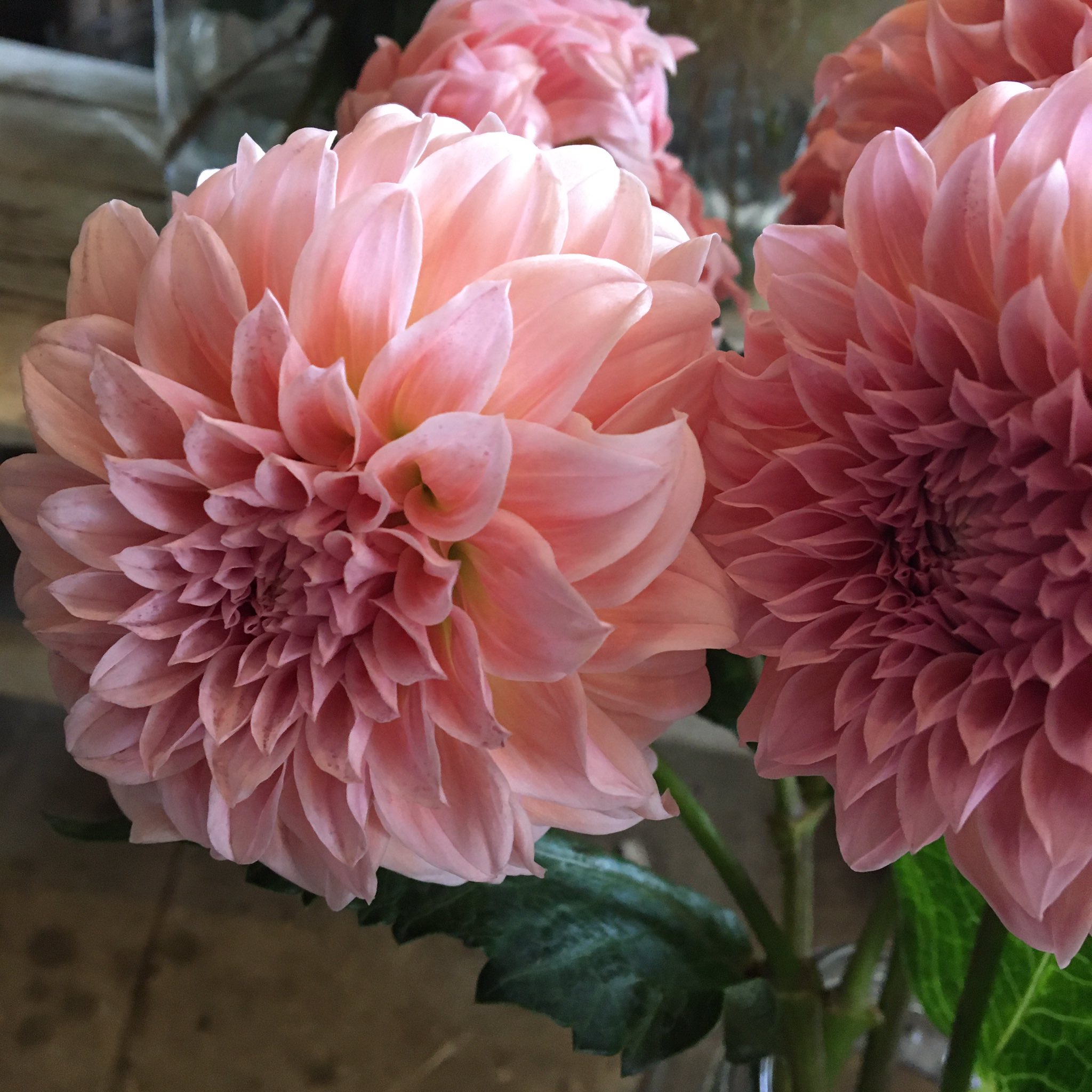 D Ici Peu 毎日ひと花 ダリア ピーチロゼ T Co Yo9vp052y6 Twitter