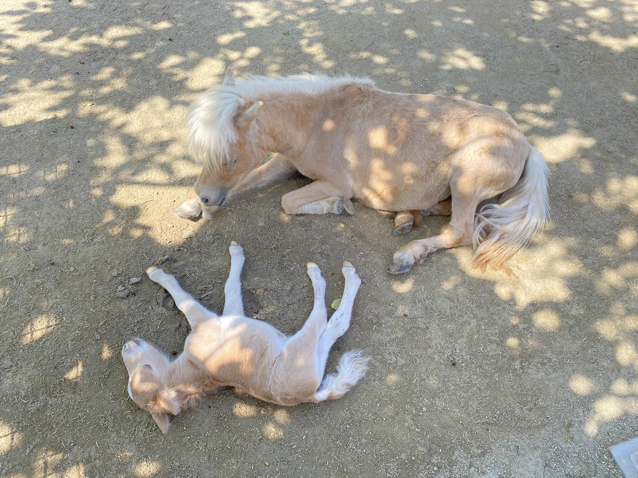 初めてのお外は楽しい？生後１日目のミニチュアホースが可愛いｗｗ