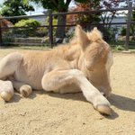 初めてのお外は楽しい？生後１日目のミニチュアホースが可愛いw