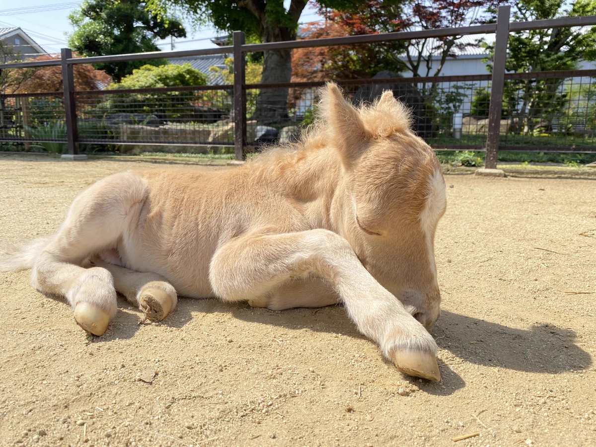 初めてのお外は楽しい？生後１日目のミニチュアホースが可愛いｗｗ