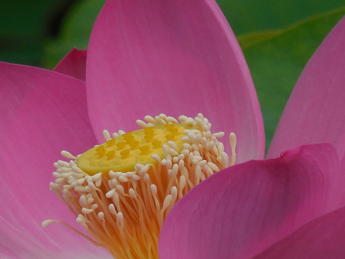 S Ai 10 大賀蓮開花 蓮 蓮華 大賀蓮開花 大賀蓮 花 S Ai 10 大賀蓮開花 蓮 蓮華 大賀蓮開花 大賀蓮 花
