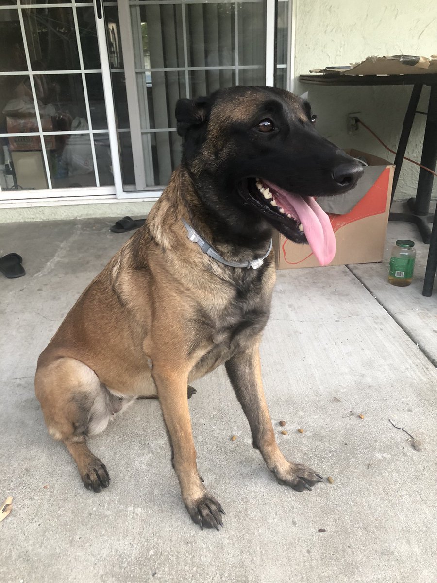 txwong's tweet photo. FOUND BELGIAN MALINOIS/GERMAN SHEPHERD FEMALE ON SAN FELIPE. Please share/retweet to help find its owner! https://t.co/V52eTAOlNQ