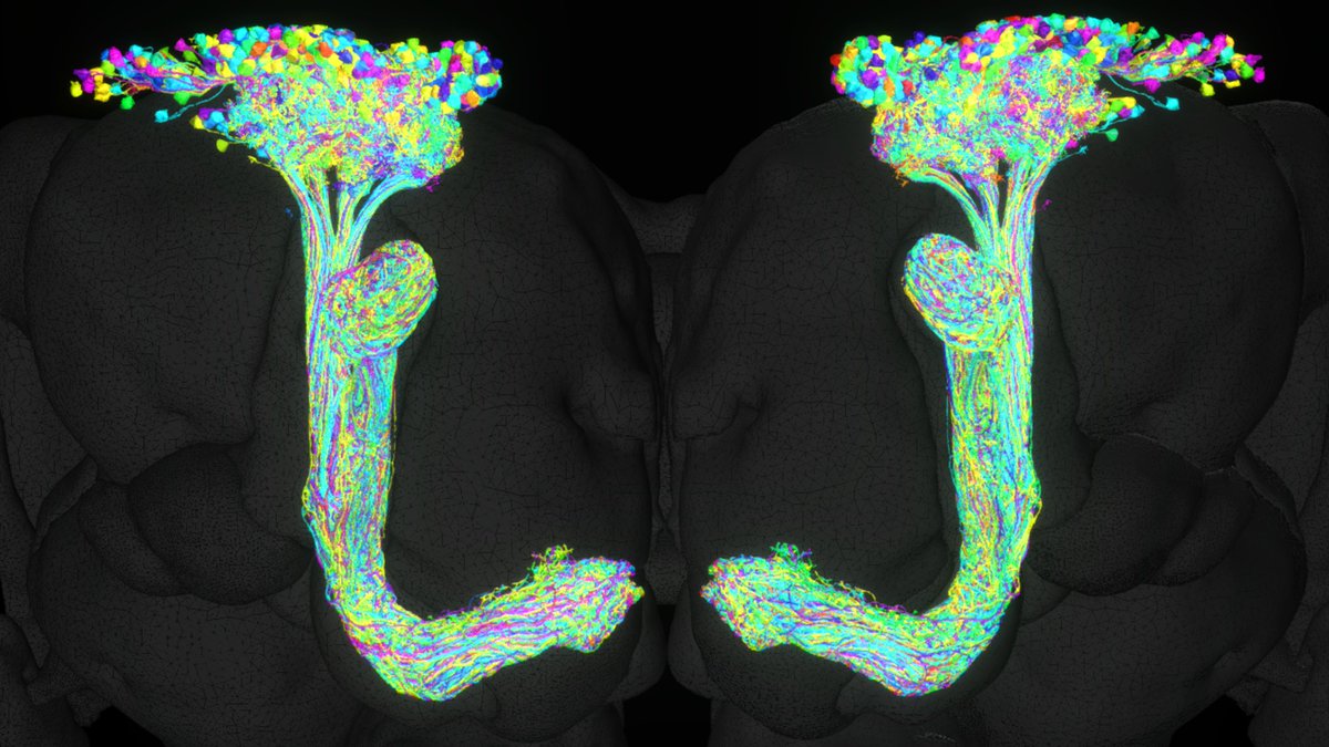 FlyBrainObs's tweet photo. Exploring Kenyon cells in the #hemibrain dataset with #NeuroNLP in-browser and in real time (and with simulated left hemisphere). #brain #Drosophila #sciart #ffbo https://t.co/1CxubVP9TL