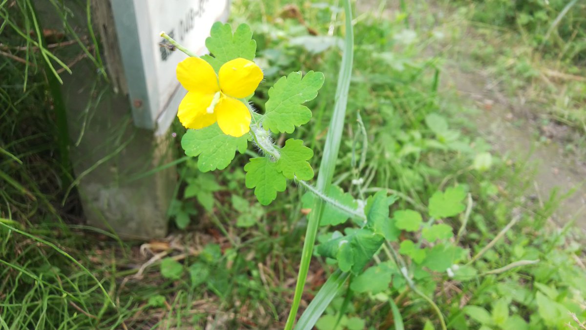 岡部澄夫 黄色い花のマツヨイグサの類い 公園内はいつも草が刈られるので大きく伸びる種類でも小さいままだったりする もう一つ黄色い花 クサノオウ 薬草であり毒草 紫のクサフジ この草も藤の木も同じマメ科だそうな あまり実が付かない