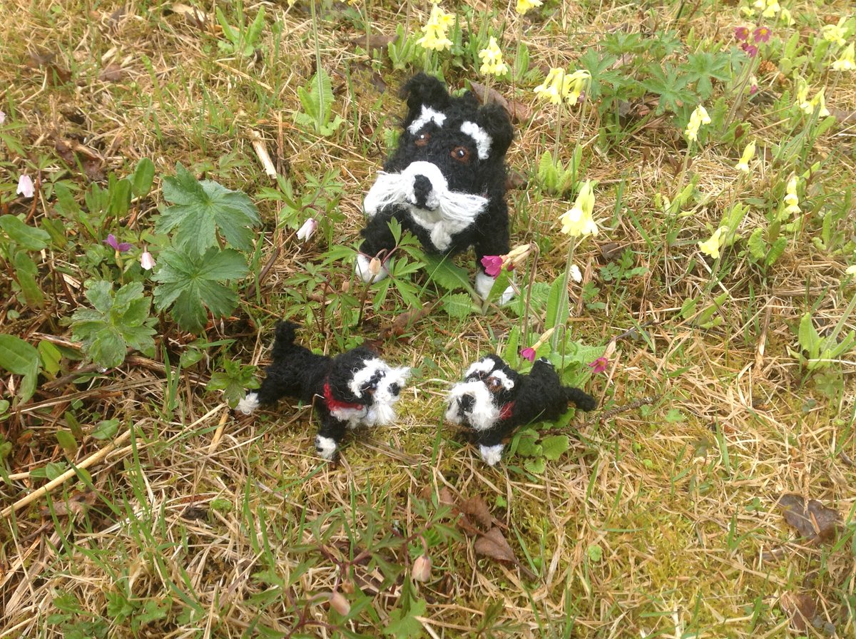 borderbears's tweet image. #Schnauzergang mummy and two babies £35 including shipping please retweet x
