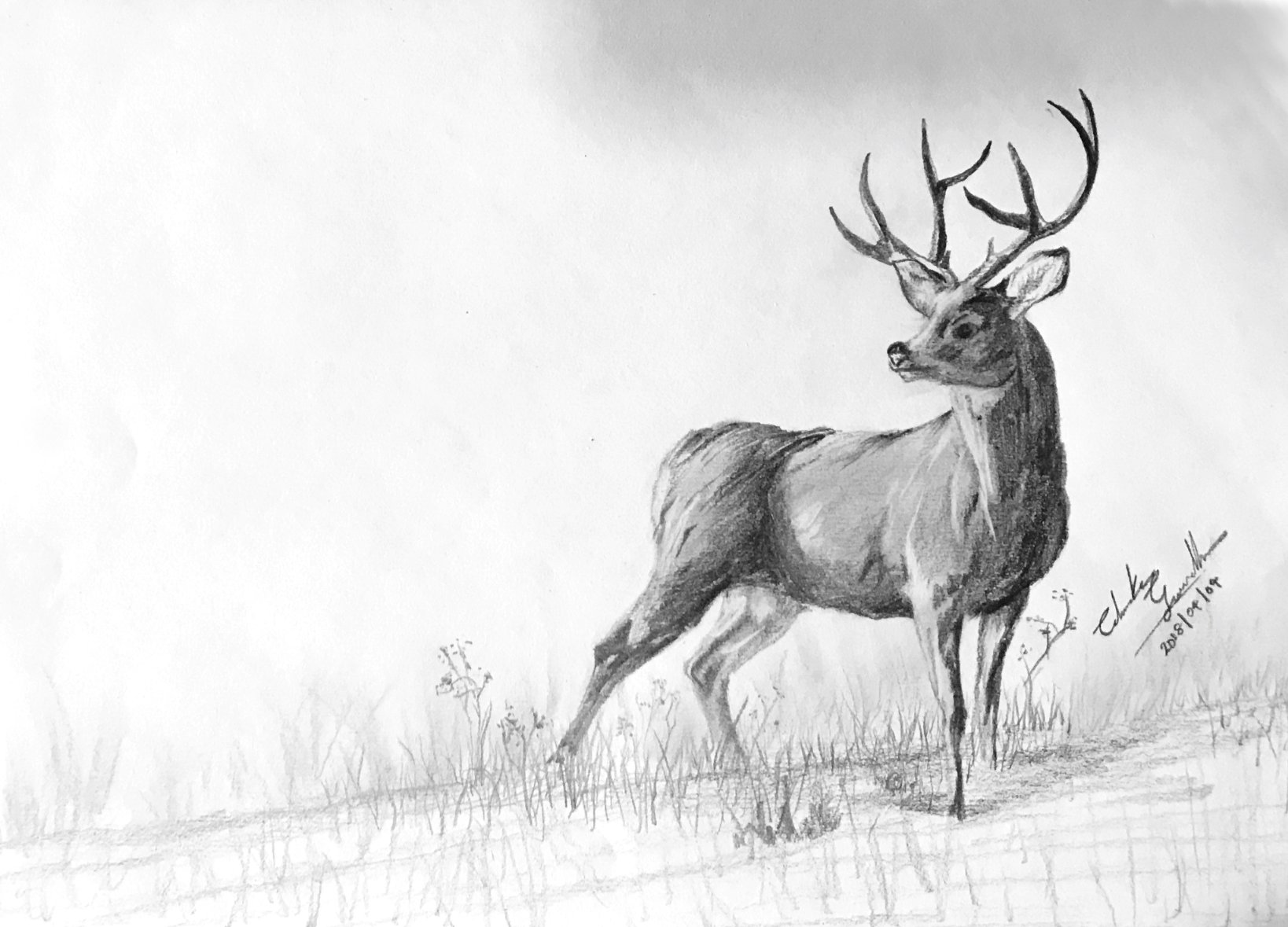 Whitetail Deer Pencil Sketch Print woodland Buck - Etsy
