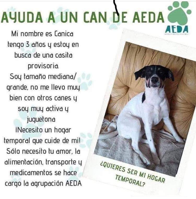 Canica necesita hogar temporal!!!!