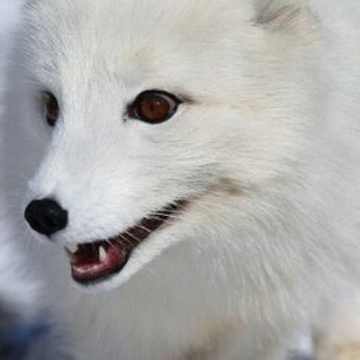 윤호 찐친 Noir Thanku Know Twitterissa ユノはファンをうさぎちゃんて言って自分のことはキツネさんて言ってなかったかなぁ ウサギちゃんもネコちゃんもキツネさんも可愛いけど 私的にはユノの綺麗さは白キツネかな キツネさんて綺麗な顔だわ あーん でも