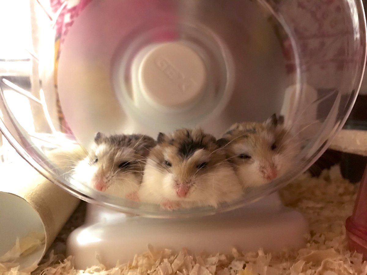 束の間の休息 回し車の上で仲良く眠るハムちゃんたち しかし この後3匹に思わぬ悲劇が 艸 Peco ペコ 束の間の休息 回し車の上で仲良く眠るハムちゃんたち しかし この後3匹に思わぬ悲劇が 艸 Peco ペコ