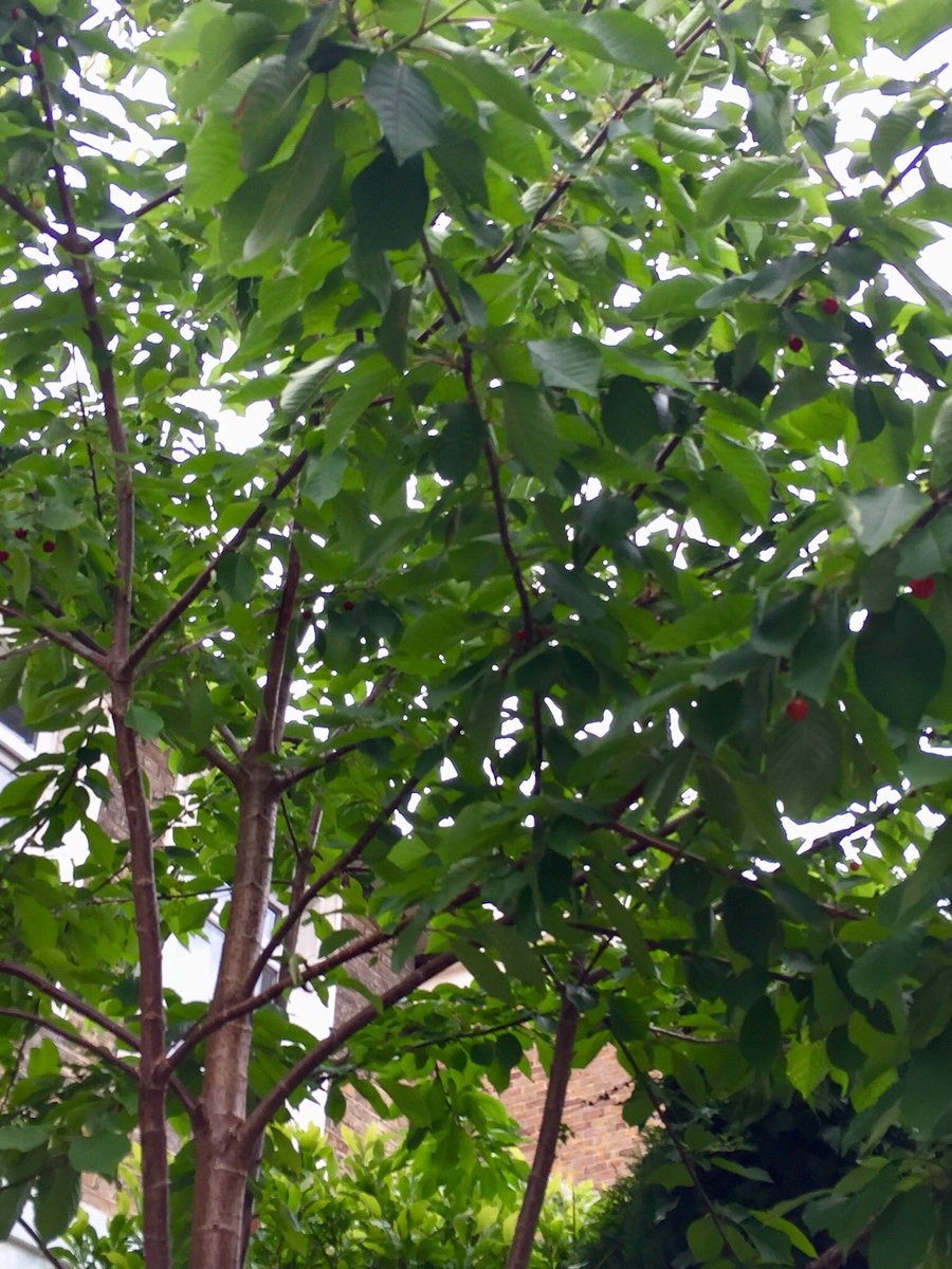 treetalkuk's tweet photo. A nice surprise today spotting some π on this front garden Cherry tree #DailyWalk #StreetspaceLDN
#wellbeing #discovery #TreeTalk #DailyExercise #TreesFromWindows https://t.co/hPm4Z6GJ15