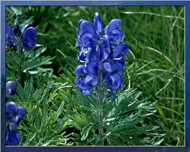 oapngob's tweet photo. #Aconito (Aconitum napellus) Posee un tallo fuerte poco ramificado en su parte alta, terminando en vistosos racimos de #flores. Tiene propiedades medicinales y es una planta muy venenosa. #flora 🌸 #Ordesa y #MontePerdido https://t.co/zwFPLbVIYk https://t.co/AZ89CwWbbl