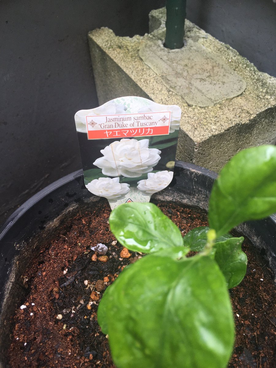 東中野碧 ジャスミンの苗定植 オオバナソケイと迷った末 結局ジャスミンティーの香り付けに使うjasminum Sambac 八重茉莉花 を選んだ 冬は室内に入れなきゃいけないけど 香りが良い方がいいなと 以前一重のマツリカを10年くらい育てていて それは 東中野碧 ジャスミンの苗定植 オオバナソケイと迷った末 結局ジャスミンティーの香り付けに使うjasminum Sambac 八重茉莉花 を選んだ 冬は室内に入れなきゃいけないけど 香りが良い方がいいなと 以前一重のマツリカを10年くらい育てていて それは