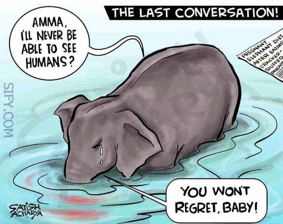 Rwdy_Rio's tweet image. 💔
 #Elephant