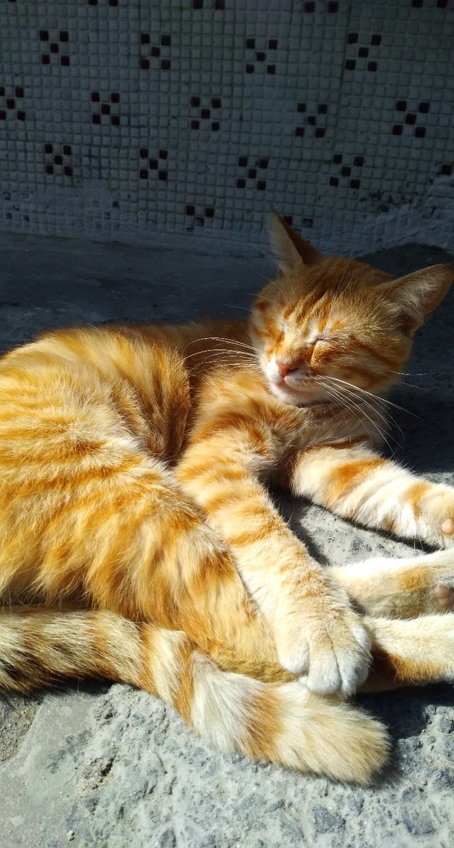 Güneşi görünce güneşlenmeyen de ne bileyim 🤭😅