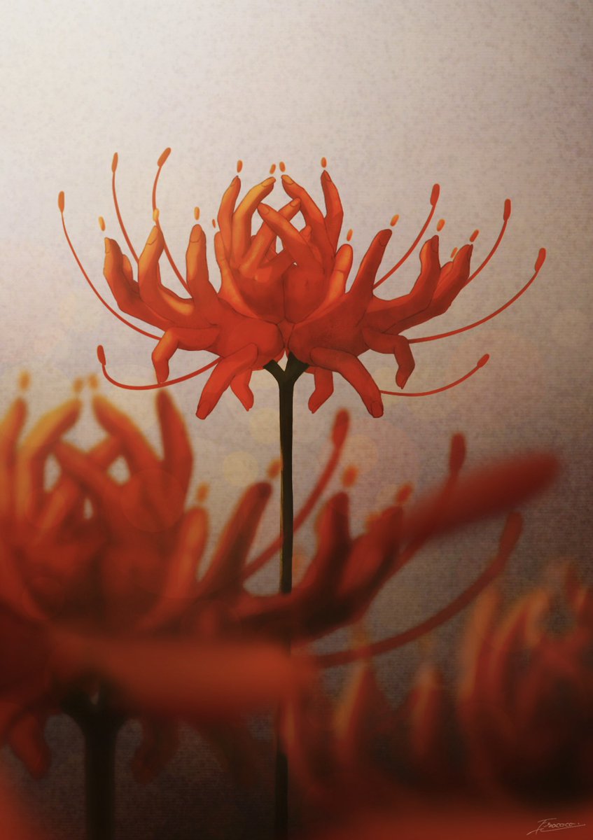 「悲願花 」|fracocoのイラスト