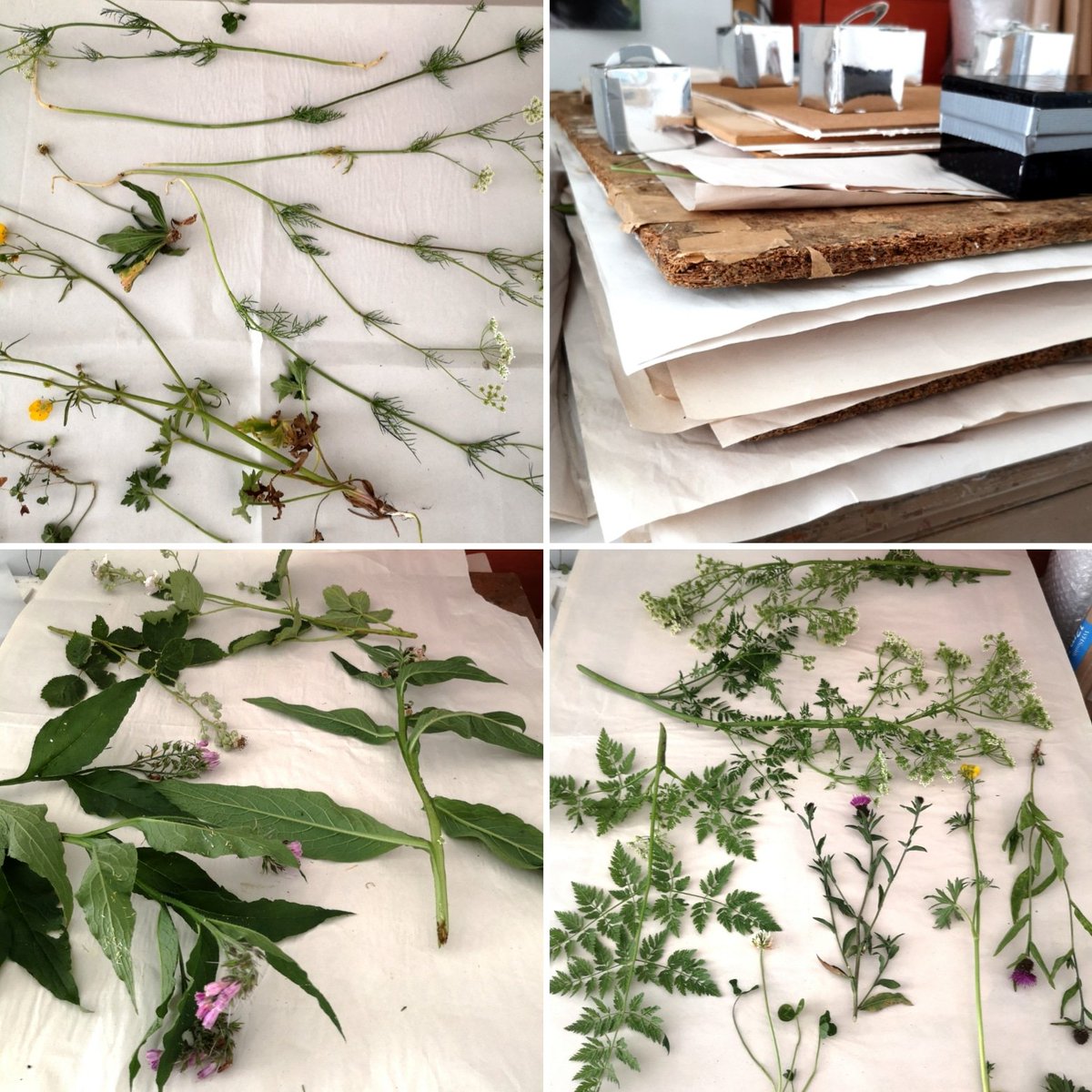 LynnBaileyPrint's tweet image. Keeping my pressing boards stocked up with plants ready for when I can get seriously printing again at @DoubleElephant I&apos;ll have to be patient for a while yet.
#printmakingprep #printmakersprocess #printmakerssecrets #GottaPrintThroughThis #botanicalprints #exeterartist