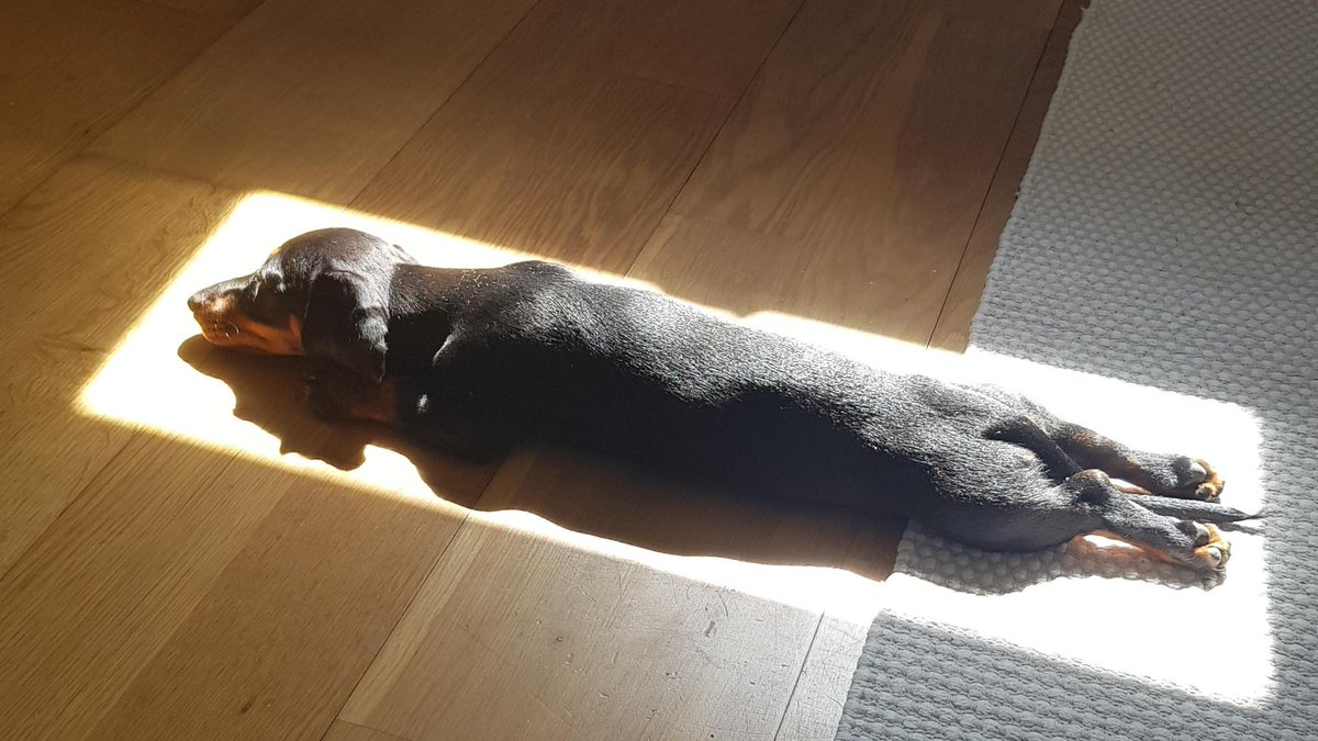 Ensure your Dachshund is fully charged before heading outside.