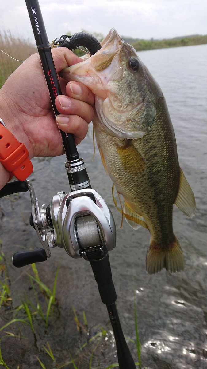 K Yasuhiro やっさん 本日 ２時間ほどの釣行 初バスの50upから やっとこ2本目です 40up頂きましたww 今シーズンのホームは激シブです 青森 メロンロード ブラックバス ゲーリーヤマモト ファットイカ