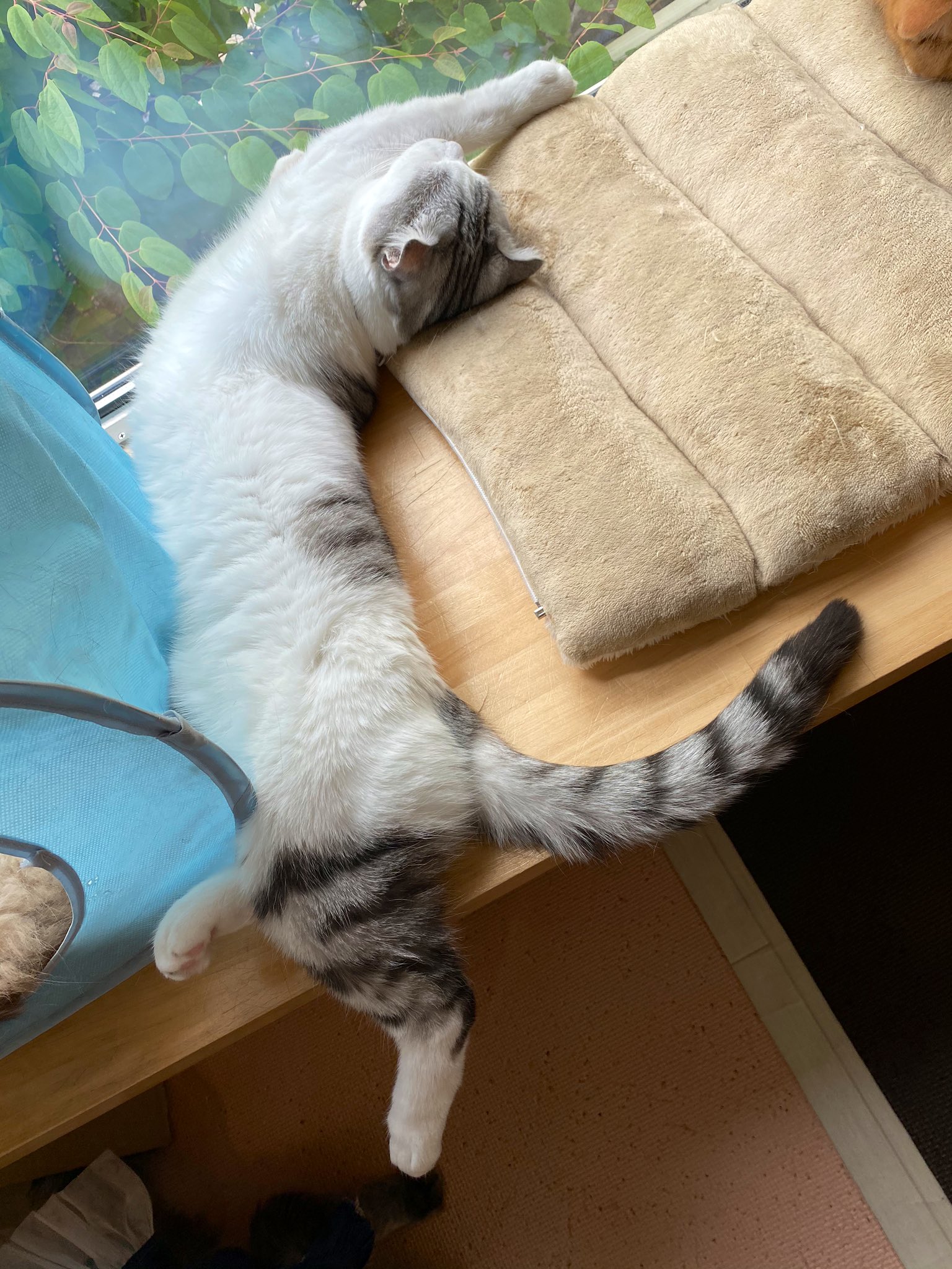 ねこぐるま 猫カフェ すごい寝相 ねこぐるま 猫カフェ 猫のいるカフェ 蟹江 スコティッシュフォールド テイクアウト T Co Lr6u4si2vc Twitter