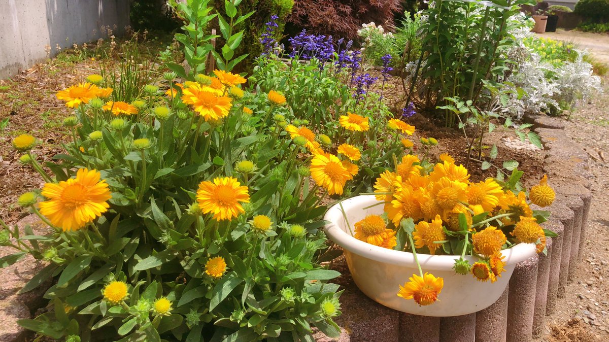 ぐりもん いつしか買って植えっぱなしで水もろくにやらず 名前も忘れたこのお花 めっちゃ増えてる アプリで調べたら ガイラルディア もはや名前聞いても思い出せないレベル 花がらつんだし蕾もたくさん 花壇 黄色い花 ガイラルディア