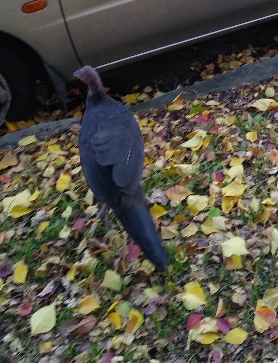 schnozzman's tweet image. This ugly motherfucker skulking around North Sydney 
#brushturkey
#ornithilogy