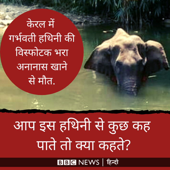 BBCHindi's tweet photo. शरारती तत्वों ने गर्भवती हथिनी को विस्फोटक भरा अनानास खिला दिया. घायल हथिनी ने जाते हुए भी किसी को चोट नहीं पहुंचाई. वो तीन दिन तक पानी में खड़ी रही. जबड़ों में गंभीर चोट, दांत भी टूट गए. अंत में हथिनी बच नहीं पाई. :( :( आप इस हथिनी से एक बात कह पाते तो क्या कहते? https://t.co/epOq007ude