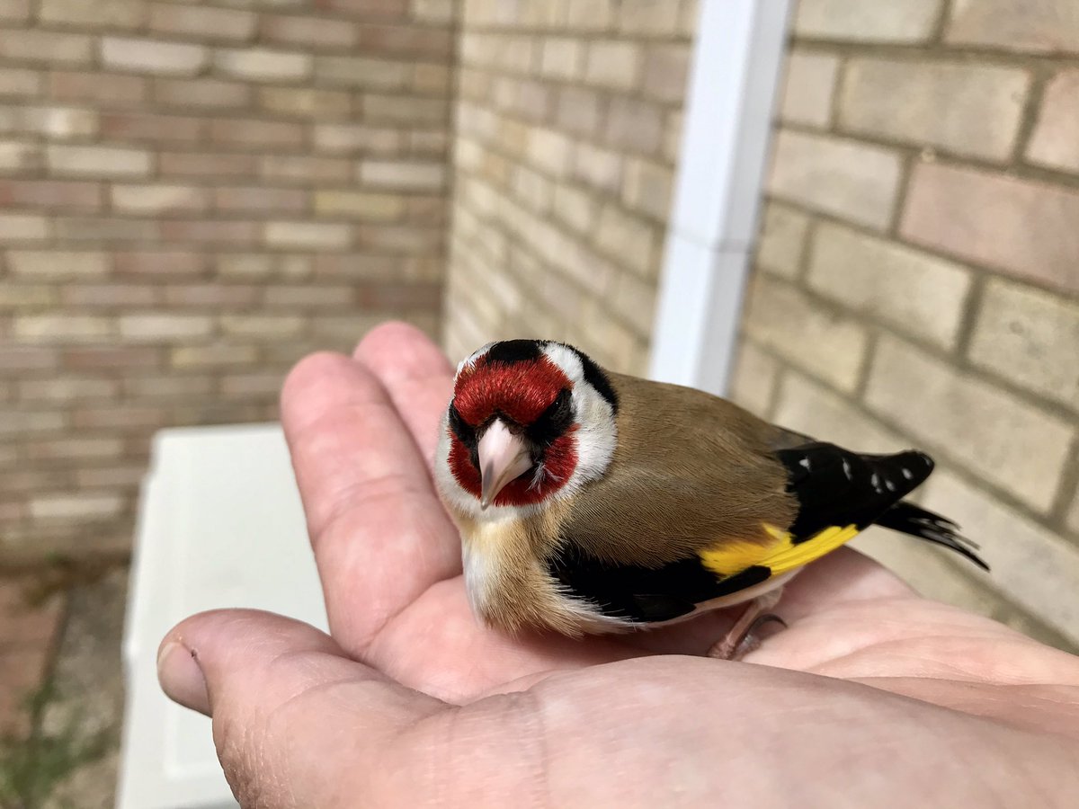 bryanbellars's tweet photo. A dozen annums in the Twitterverse have flown by. Feel like I’ve hardly fledged compared to others who have soared like Eagles. But I like it nestled here, catching up, being informed, sometimes saddened mostly entertained. (Goldfinch having a moment after knocking himself out) https://t.co/NiuPrqQjmR