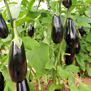 Verdures de temporada mes de juny: albergínia, all, alls tendres, carbassó, ceba, cogombre, enciam, endívia, mongeta tendra, pastanaga, pebrot, pèsol, rave.