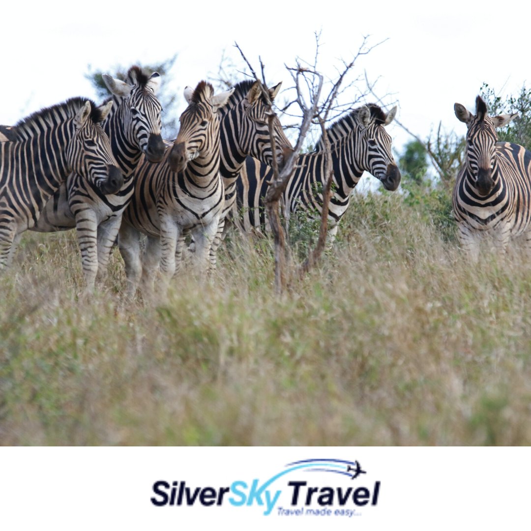 SilverSkySafari's tweet photo. Take an unforgettable Tanzania tour and safari.Check details by writing to us on info@silverskytravel.co.tz⁣

#safarigroups #naturelovers #visittanzania🇹🇿
#wildlifephotography #wilderness #safarilovers
#silverskytravel #instagood
#Africaphotographer
#Africantourism
#Africasafari https://t.co/vXO44VYOBA