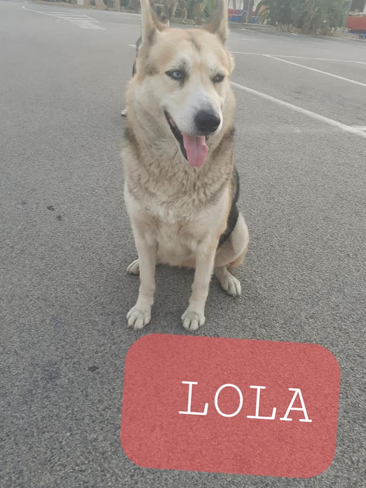 MunaronLuisella's tweet photo. Sterilizzata dal canile e rimessa sul territorio..

Vive davanti un centro commerciale ad elemosinare un po di cibo...  rischia la propria vita..  😔
 lo vedete con i vostri occhi che fine fanno molti cani che vivono in strada in Sicilia 😔😔
Info 3203467993 
Licata (Ag) https://t.co/2CNOGThDVu