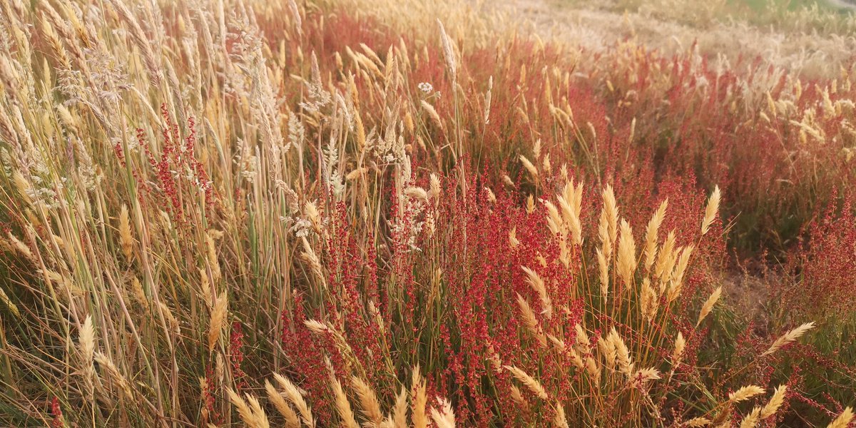 De natuur zorgt voor inspiratie en prachtige kleurencombinaties. Slaperdijk Groet gisteravond.