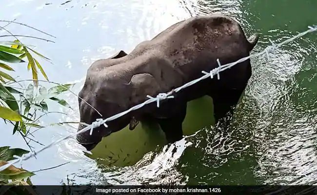 Dipanshu Kabra (@ipskabra) on Twitter photo Her only sin- "She Trusted Humans".
Anguished to learn about this brutal animal abuse. Locals fed a pregnant #Elephant with pineapple filled with firecracker that exploded in her mouth & she died standing In river.
@Sachbang
<a href="/ParveenKaswan/">Parveen Kaswan, IFS</a> <a href="/susantananda3/">Susanta Nanda</a>
ndtv.com/india-news/pre… Her only sin- "She Trusted Humans".
Anguished to learn about this brutal animal abuse. Locals fed a pregnant #Elephant with pineapple filled with firecracker that exploded in her mouth & she died standing In river.
@Sachbang
<a href="/ParveenKaswan/">Parveen Kaswan, IFS</a> <a href="/susantananda3/">Susanta Nanda</a>
ndtv.com/india-news/pre…