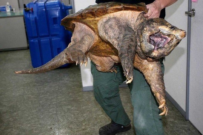 Big Inさん の人気ツイート 1 Whotwi グラフィカルtwitter分析