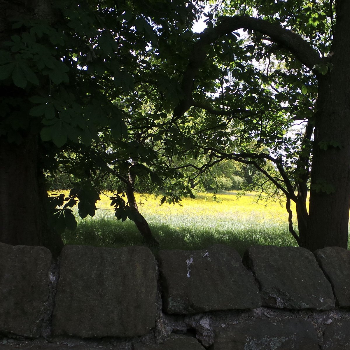 Before the rain: yesterday on the way home from a site survey in Harrogate.  View into illuminated buttercup field from welcome shady picnic lunch stop.  #chooselandscape