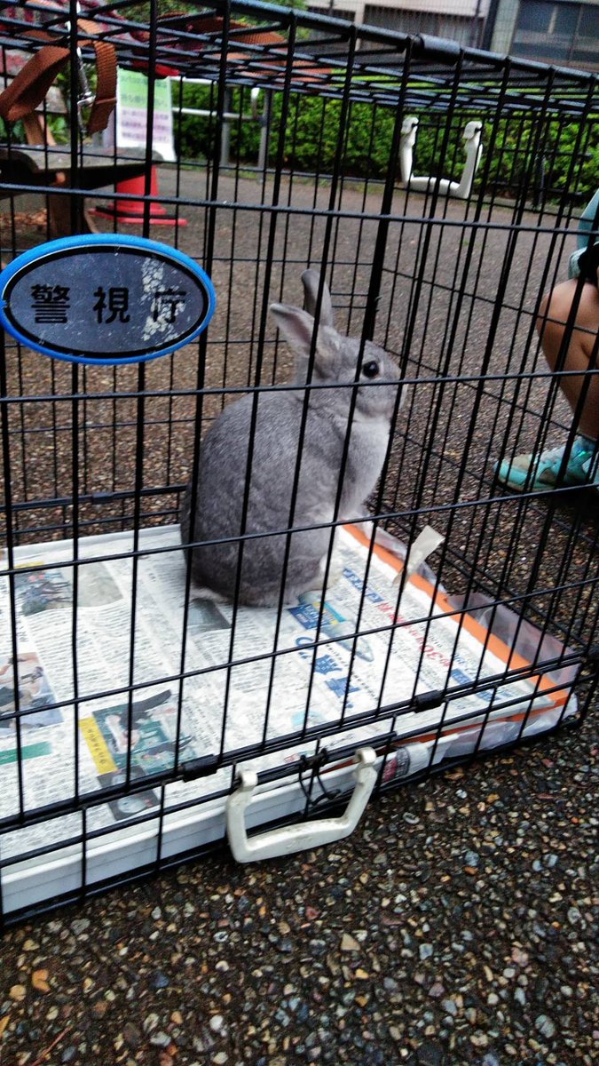 Nori Coco 公園に捨てられてたウサギを保護 今は警察で預かって貰ってるけど その後は行き先が決まってない 何で捨てるかなあ 動物園 ダメ 愛護センター ダメ 民間保護センター 連絡待ち どなたかお知恵を下さい 東京在住 保護ウサギ 捨てられた うさぎ Nori Coco 公園に捨てられてたウサギを保護 今は警察で預かって貰ってるけど その後は行き先が決まってない 何で捨てるかなあ 動物園 ダメ 愛護センター ダメ 民間保護センター 連絡待ち どなたかお知恵を下さい 東京在住 保護ウサギ 捨てられた うさぎ