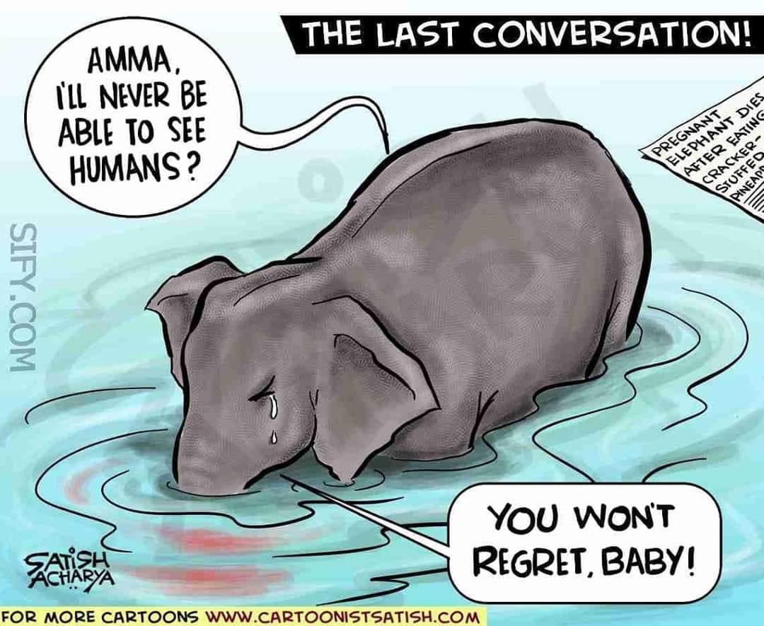 SocialSawal's tweet image. Below Picture Making us cry after reading the conversation.
#Saveelephant #Elephant