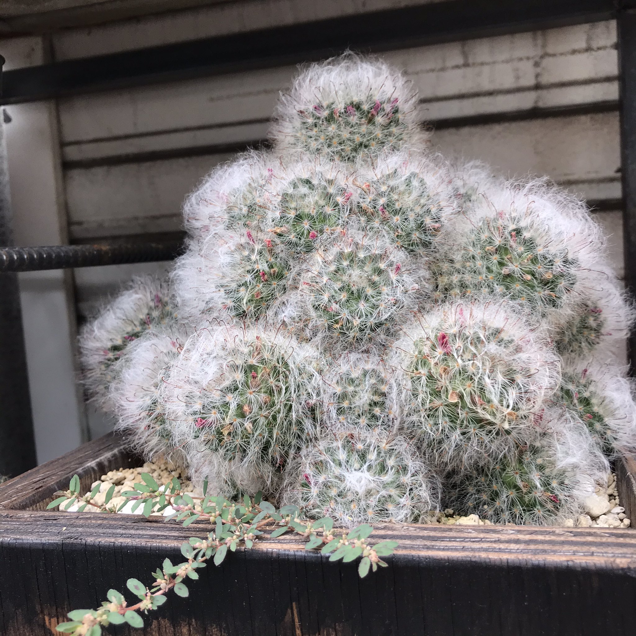 Makuozakkaten 今日のサボテン 高砂は花が一旦終了 あと 星のやつの名前は金星 キンセイ だと判明 サボテン Cactus T Co Qrpjcd5rsk Twitter Makuozakkaten 今日のサボテン 高砂は花が一旦終了 あと 星のやつの名前は金星 キンセイ だと判明 サボテン Cactus T Co Qrpjcd5rsk Twitter