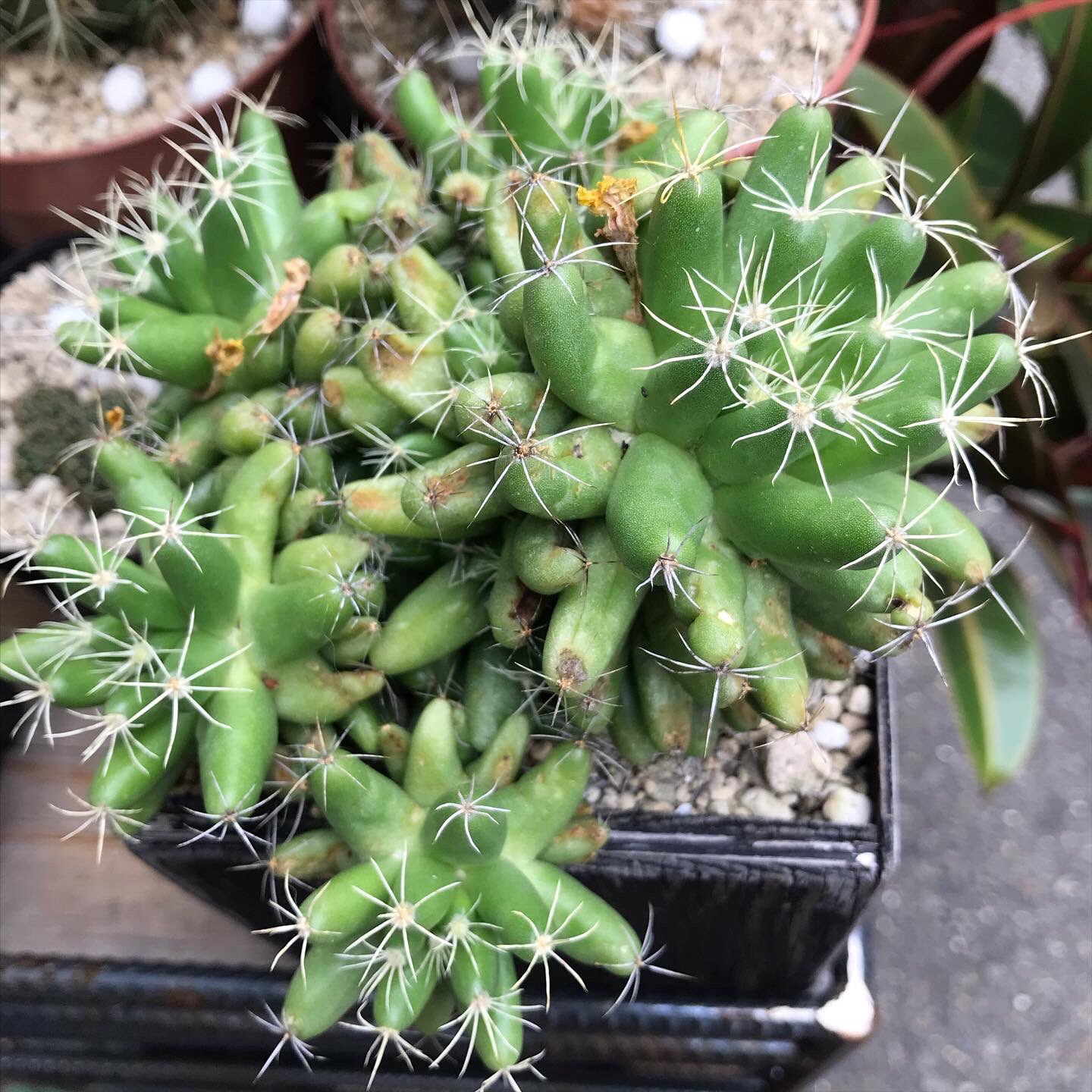 Makuozakkaten 今日のサボテン 高砂は花が一旦終了 あと 星のやつの名前は金星 キンセイ だと判明 サボテン Cactus T Co Qrpjcd5rsk Twitter