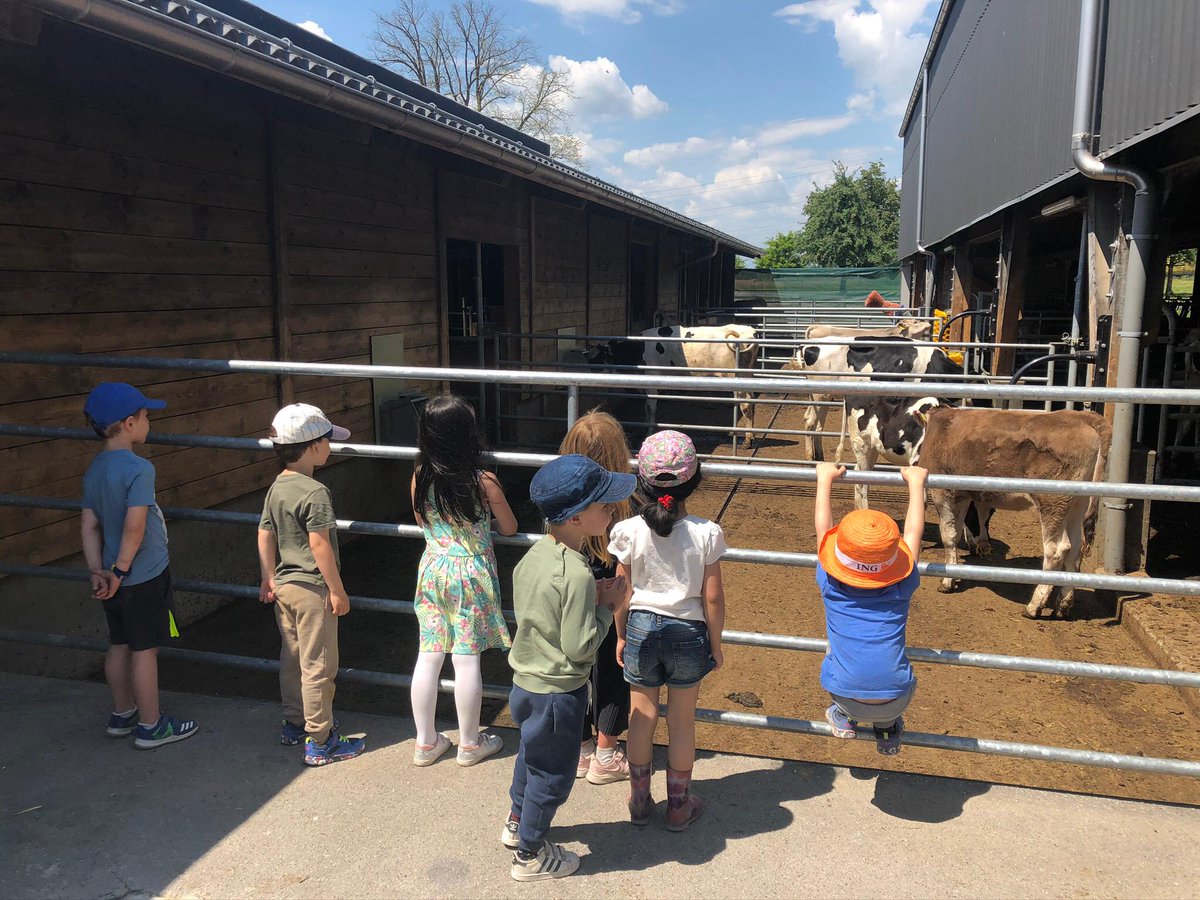Warm sunny days invite outdoor excursions! The Kindergarten class enjoyed their recent outing to the farm! 
👧🐮🦆🐞☀️ #iscs #fieldtrip