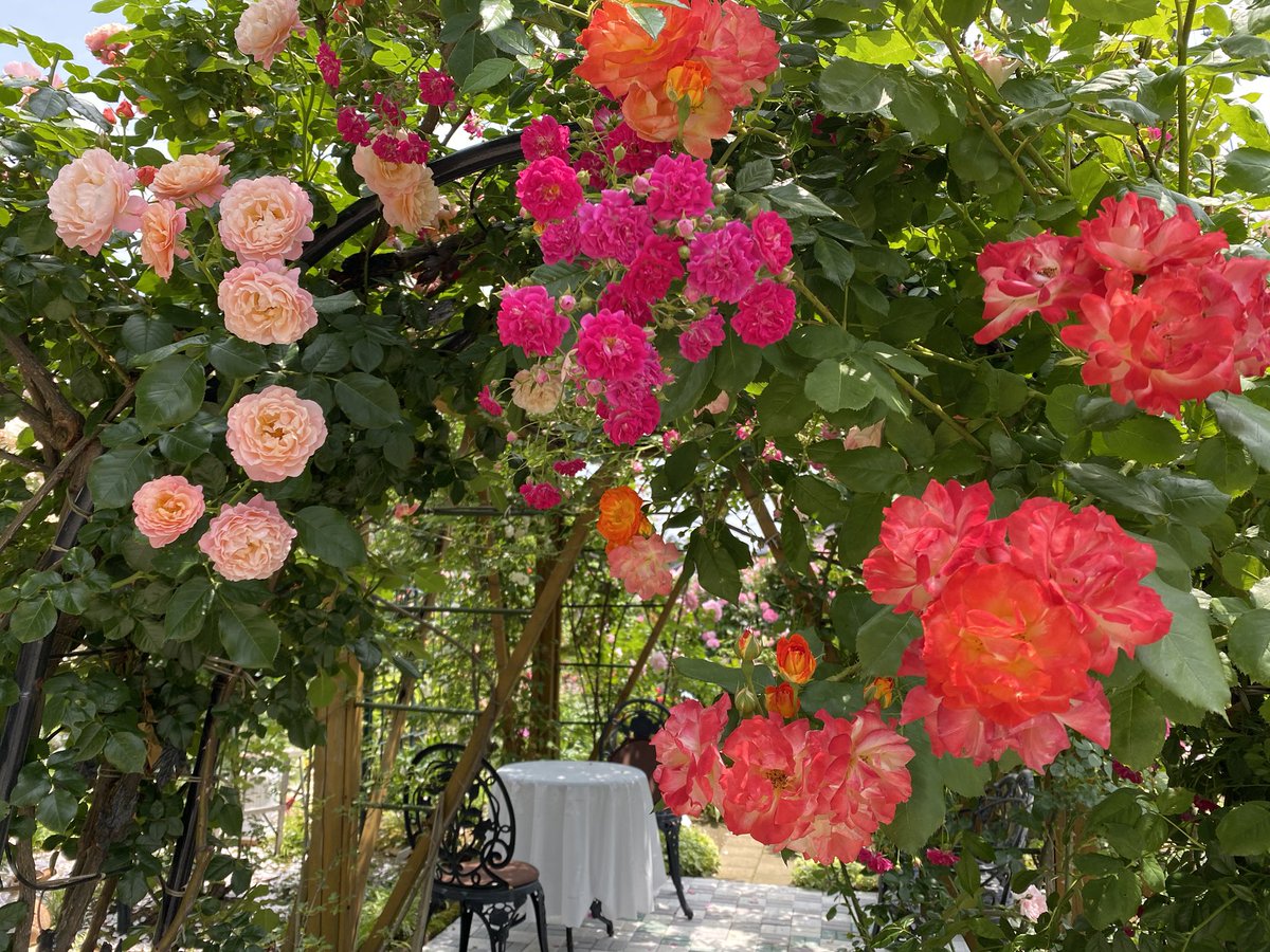 羽衣 正面のアーチ 3種類の薔薇を誘引してあります 遅咲きのスーパーエクセルサが咲き出してやっと揃いましたよ ナエマもポールマッカトニーも綺麗なのに暑さですぐ散っちゃうわ 羽衣 正面のアーチ 3種類の薔薇を誘引してあります 遅咲きのスーパーエクセルサが咲き出してやっと揃いましたよ ナエマもポールマッカトニーも綺麗なのに暑さですぐ散っちゃうわ