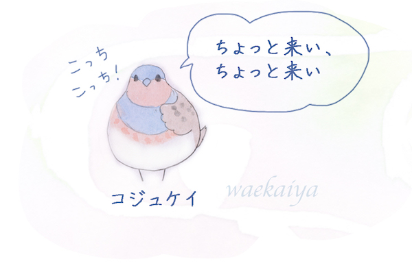 わえかきや 野鳥の鳴き声こう聞こえるかも 聞きなし 鳥のさえずりや地鳴きなどを人間の言葉に当てはめたものです 私もよく呼ばれるものの 全然姿を見せてはくれません わえかきや 野鳥の鳴き声こう聞こえるかも 聞きなし 鳥のさえずりや地鳴きなどを人間の言葉に当てはめたものです 私もよく呼ばれるものの 全然姿を見せてはくれません