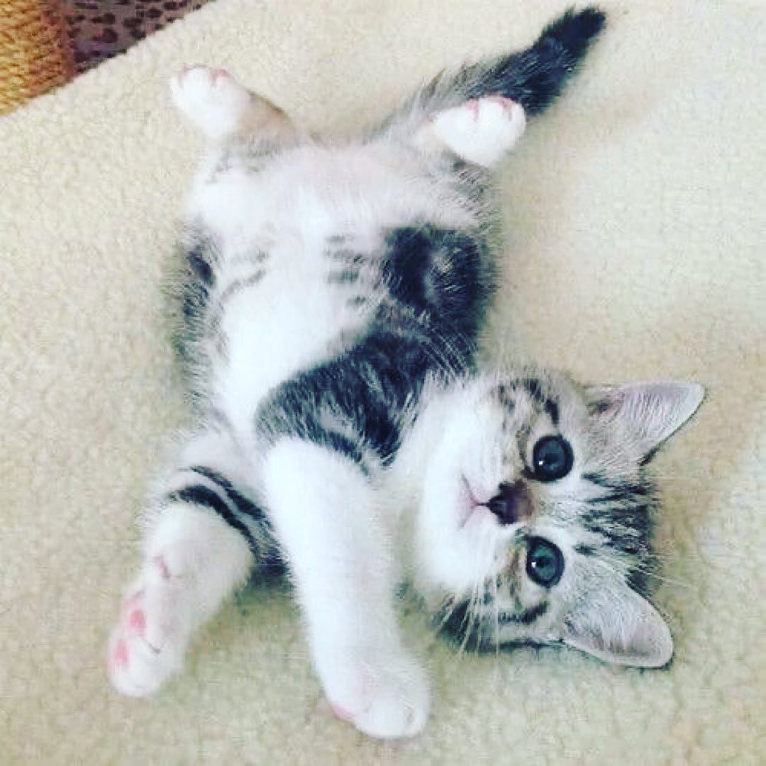 I don’t get up untill you rub my belly ❤

follow:<a href="/SweetyKitttyy/">Sweety Kitttyy</a> 
.
.
#cat #cats #Caturday #catsofinstagram #catlovers #cute