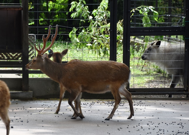 東京動物園協会教育普及センター ニホンカモシカとエゾシカが並んでいます こうやって見ると北海道にすむエゾシカは大きいですね