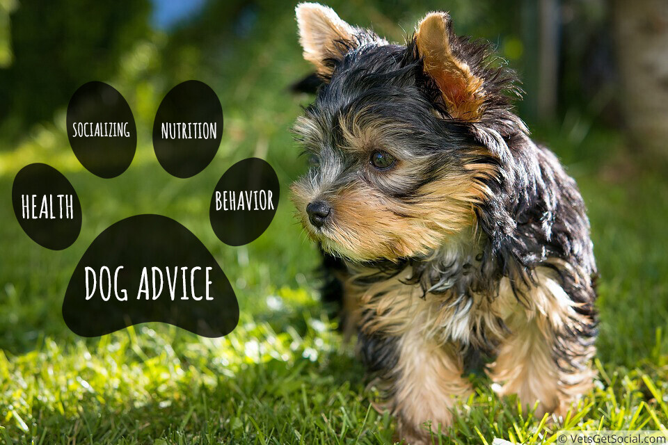 vetsgetsocial's tweet photo. #Vets don't have time to make #OnlineMarketing materials like this. We do! https://t.co/RIt664Hh95