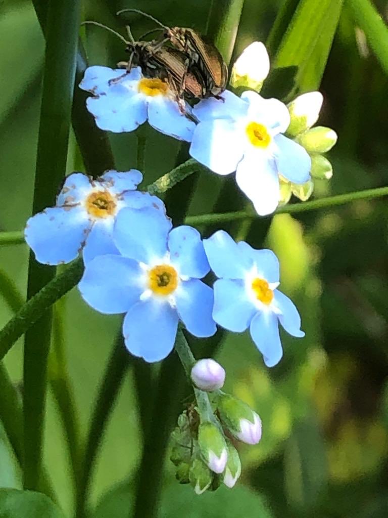 Big question: is lockdown helping wildlife to thrive this year, or am I just paying more attention and noticing the stunning flowers and insects all around me? Either way it’s life-changing. We have to take better care of this stuff. It’s what takes care of us. #30dayswild