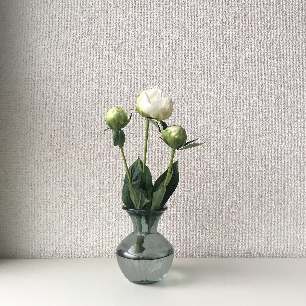 おチヨ 家の芍薬もまだ咲いているのですが 白雪姫という名前に惹かれて連れて帰ってきてしまいました 季節のことをしています おチヨ 家の芍薬もまだ咲いているのですが 白雪姫という名前に惹かれて連れて帰ってきてしまいました 季節のことをしています