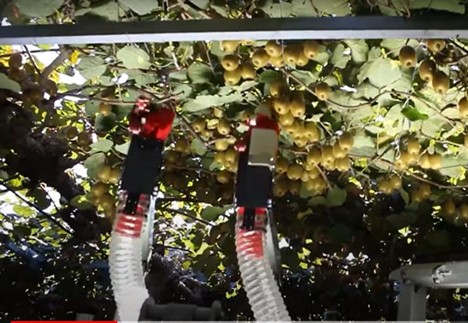 FreshPlaza Italia (@freshplaza_it) on Twitter photo Un robot per la raccolta automatizzata dei kiwi <a href="/Robotics_Plus/">Robotics Plus</a>
freshplaza.it/article/922127… Un robot per la raccolta automatizzata dei kiwi <a href="/Robotics_Plus/">Robotics Plus</a>
freshplaza.it/article/922127…