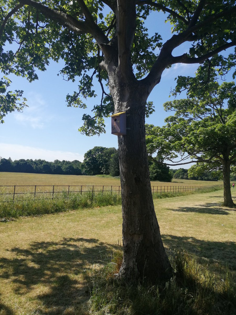 On our walk today Luis looked for different birds, he seen these bird boxes on the tree and took some pictures. Luis is now making a bird box of his own.<a href="/spcjliverpool/">St Paul's Juniors</a> <a href="/Natures_Voice/">RSPB</a> <a href="/MrOCallaghan2/">Mr O’Callaghan</a> #spcjhomelearning #spcjconservation