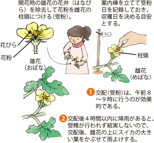 タネのタキイ通販 公式 スイカの受粉 家庭菜園でスイカに挑戦という方も増えています 受粉作業も重要な作業ですが 受粉した日を記録しておく 雌花の近くにラベルを付けるとよいでしょう のが大切です その日付が 収穫時期の手がかりとなります